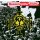 QUEENSRYCHE -- Operation: Mindcrime  CD